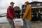 Scott McIntosh and Willem Weertman carry a box of 3-year-old lab-reared sunflower sea stars down to the dock at Friday Harbor Labs to be released at a nearby island. McIntosh works for the Samish Nation and Weertman is a PhD candidate in Jason Hodin’s lab at University of Washington studying sunflower stars.