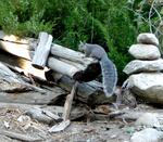 A Western gray squirrel.