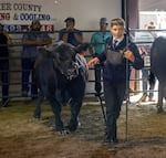 Bryce Thompson, 15, of Richland, Ore., leads his steer around the ring in Baker City during the 4-H/FFA Market Steer Conformation class. Thompson won Grand Champion for the large cattle weight class.