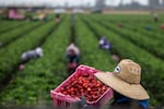 Farmworkers work in a strawberry field on June 12 in Oxnard, California. ICE worksite enforcement operations targeting farms and meat packing plants, as well as those targeting other immigrant-dependent industries, sparked controversy.