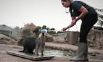 Every morning the sea otters at the Oregon Coast Aquarium are coaxed onto a scale to track their health. With voracious appetites, it costs $22,000 a year to feed one of the otters.