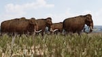 A 3D illustration of Woolly Mammoths Walking Across the Great Plains.