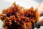Oregon Seaweed grows and sells Pacific dulse, a type of edible, red seaweed, in 1500-gallon tanks at their seaweed farms in Garibaldi and Bandon on the Oregon coast.