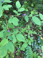 Bright purple berries and rounded leaves of a Vaccinium ovalifolium, or oval-leafed Huckleberry.