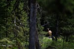 An elk looks through the forest in the Blue Mountains, northeast of Enterprise, Ore., on May 21, 2026. Elk often migrate away from human disturbances, like traffic on roads.