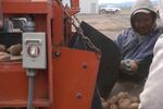 A worker sorts and sizes seed potatoes.