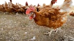 Several cage-free chickens walk in a fenced pasture.