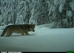 A wolf from the Indigo Pack is pictured on a remote trail camera in the Umpqua National Forest in this Feb. 20, 2019, photo provided by the U.S. Fish and Wildlife Service.