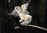 FILE - A northern spotted owl flies after an elusive mouse jumping off the end of a stick in the Deschutes National Forest near Camp Sherman, Ore., May 8, 2003.