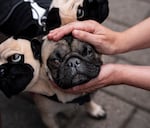 Draco receives attention after competing in the Prettiest Pug Pageant.