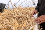 A stack of beans Gonzalo Garcia Reyes is drying inside a greenhouse at the Headwaters farm in Gresham, Ore., Oct. 8, 2024.