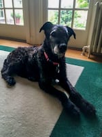Elisabeth Lyon's dog Angus posing for a photo in May 2023. Angus was part of the hospice program at DoveLewis which supported him through his final stage of life. "DoveLewis just fills a very special place in the veterinary community in Portland," said Lyon.