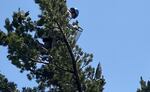 Tree climber Matt Zhun reaches through the branches of a whitebark pine to find cones. The climbers are protecting the cones from birds and mammals that like to eat the seeds.