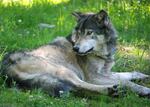 A panel of five experts says the U.S. Fish and Wildlife Service didn't use the best available science when it proposed dropping protection for gray wolves.