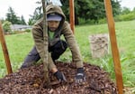 Armani Thomas, a neighborhood tree specialist with the Friends of Trees, spreads mulch around a big leaf maple planted at Columbia View Park in Gresham, July 6, 2022. Portland city officials ended their contract with Friends of Trees, which has helped plant tens of thousands of trees in the city.