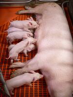 Piglets nurse in a pen at a Revivicor research farm.