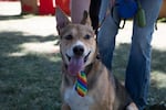 Paul Lauritsen's dog, Isis, sports a rainbow necktie at the Portland Pride Parade Sunday, June 19, 2016.