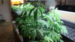The Oregon Liquor Control Commission has issued a ban on marijuana-infused alcohol.