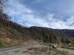 A road through a burned forest area on a sunny day with some clouds in the sky.