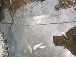Several kinds of fish died in a recent large fish kill on the upper Klamath River after water levels dropped rapidly.