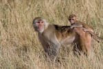 Rhesus macaques at the Oregon National Primate Research Center, photographed in the outdoor corrals in 2008.