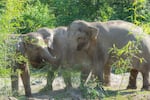 Asian elephant Chendra, left, greets herdmates Sung-Surin, right, and Rose-Tu, in the background, at the Oregon Zoo on June 13, 2024.