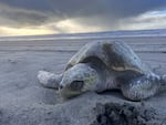 The 40-pound Olive Ridley sea turtle that washed ashore was found dead on Sunset Beach in Clatsop County around Dec. 30, 2024.