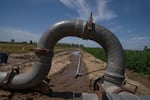 Pipes direct water into an irrigation project held by the University of California. After a few decades of not enough water California water officials are scrambling to catch as much of this year's floodwaters as they can.