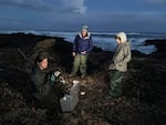 OSU researchers Andrew Williams, from left, Katherine Lasdin and Susanne Brander collected mussels and whelks at Yachats, Oregon, on Sept. 28, 2019.