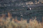 Sage grouse on a lek surrounded by mining claims in the McDermitt Caldera in southeast Oregon on Saturday, April 2, 2022.