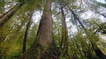 Valley of the Giants, captured by Nick Fisher