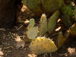 A round-tailed squirrel eating a mesquite pod at the Desert Botanical Garden in Phoenix, Arizona on Friday, June 28, 2024.The cacti at the garden are a good meal to a whole host of animals.