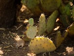 A round-tailed squirrel eating a mesquite pod at the Desert Botanical Garden in Phoenix, Arizona on Friday, June 28, 2024.The cacti at the garden are a good meal to a whole host of animals. 