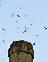 Birds enter the Clay Place chimney in Roseburg.