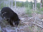 A black bear in the Indigo Wildlife Management Unit of Lane and Douglas counties in a January 2015 photo provided by the Oregon Department of Fish and Wildlife. The agency killed a black bear (not pictured) in Cottage Grove it says was fed by and became comfortable around people.