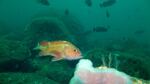 Rockfish at Cape Arago off the Oregon Coast