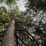 Large branches protrude from a ponderosa pine.