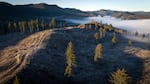 Clear-cut forests in western Oregon, earlier this month. Many Oregon communities rely on streams and creeks for their water supply. In many cases, the land surrounding these water sources is owned by private timber companies.