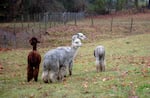 Four alpacas standing in a field.