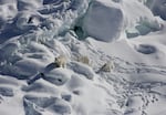 A female bear and two 1-year-old cubs walk over snow-covered freshwater glacier ice in Southeast Greenland.