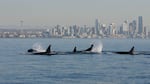 Orcas surface in the waters of Puget Sound against the backdrop of Seattle. Washington's urbanized inland sea remains plagued with pollution and other challenges -- including a declining resident orca population --  according to a new report.