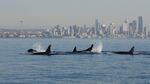 Orcas surface in the waters of Puget Sound against the backdrop of Seattle. Washington's urbanized inland sea remains plagued with pollution and other challenges -- including a declining resident orca population -- according to a new report.