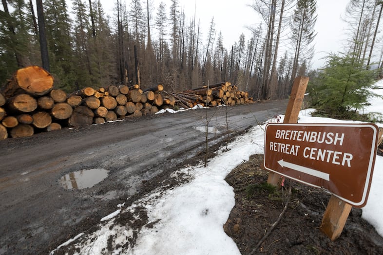 Logged trees line the road to Breitenbush, March 5, 2021.