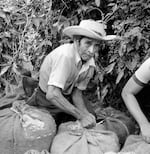 Salvadoran laborers load bags of freshly picked coffee beans destined for export at a privately-owned coffee finca in Santa Tecla, El Salvador, October 1982. 