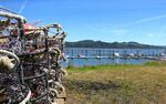 An unusually quiet summer day at the Port of Willapa Harbor in Tokeland, Washington. Normally, crabbing boats would be going out to set crab pots or returning with a fresh catch. But a toxic algae bloom has closed the crab harvest.