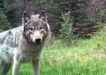 A gray wolf looking directly into the camera with a forest backdrop
