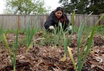 Petrona Dominguez weeding a bed of garlic at the Juniper Garden in Forest Grove, OR., April 10, 2025.
