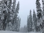 In this Jan. 13, 2020 file photo snow-laden trees are seen along US Highway 20 in the Oregon Cascades.