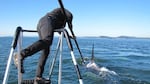 Getting a suction tag onto a 5-ton orca can be tricky, but the scientific rewards are big. Scientists are using the devices to gather underwater data about orca behavior to find out how vessel traffic might be affecting the endangered whales.