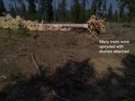 Snowmobile clubs used an excavator to uproot trees and push over trees.